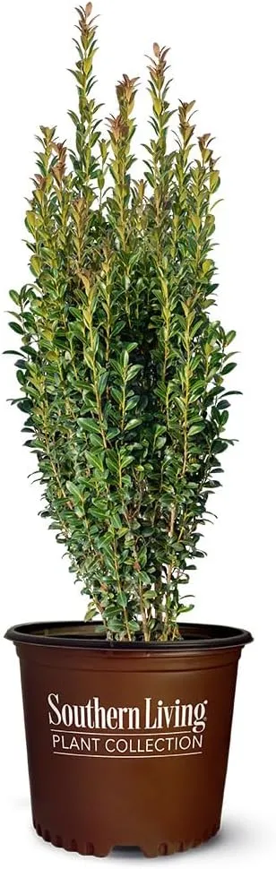 1 Gal. Southern Living Plant Collection Red Sky Holly Shrub